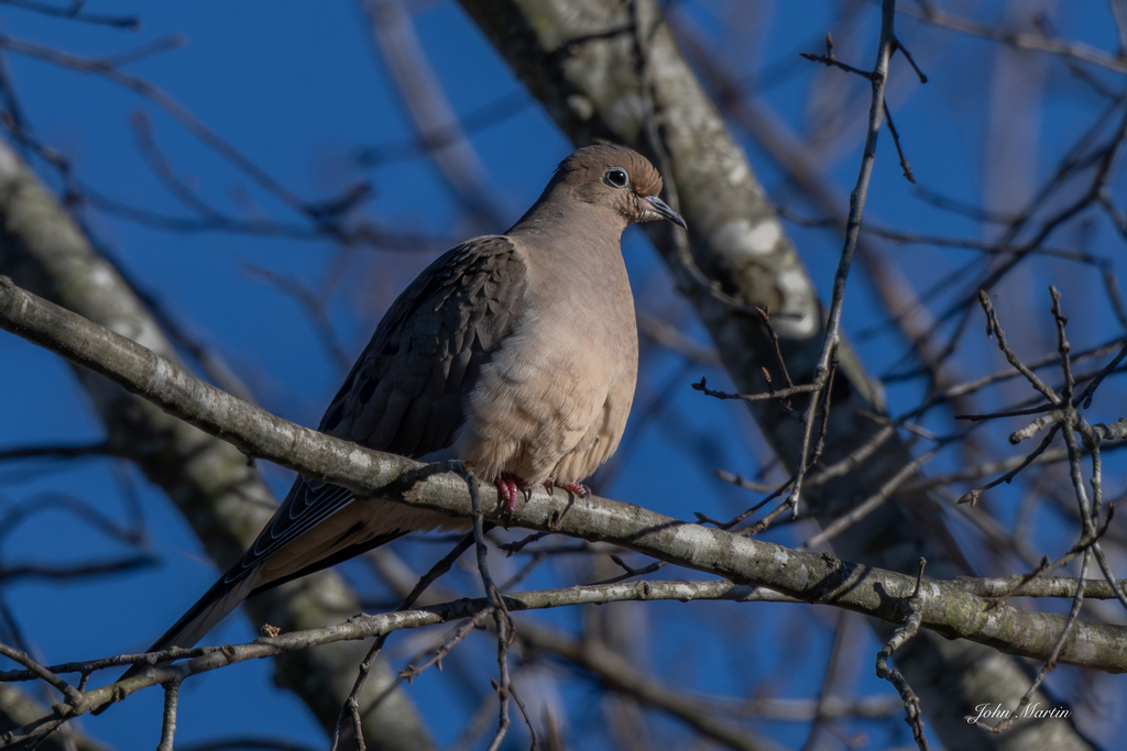 Mourning Dove from Rutledge Acres, Gaffney, SC, USA on January 1, 2026 ...