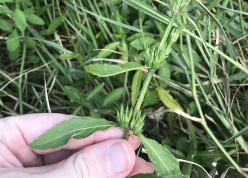Hygrophila ringens, photograph 3