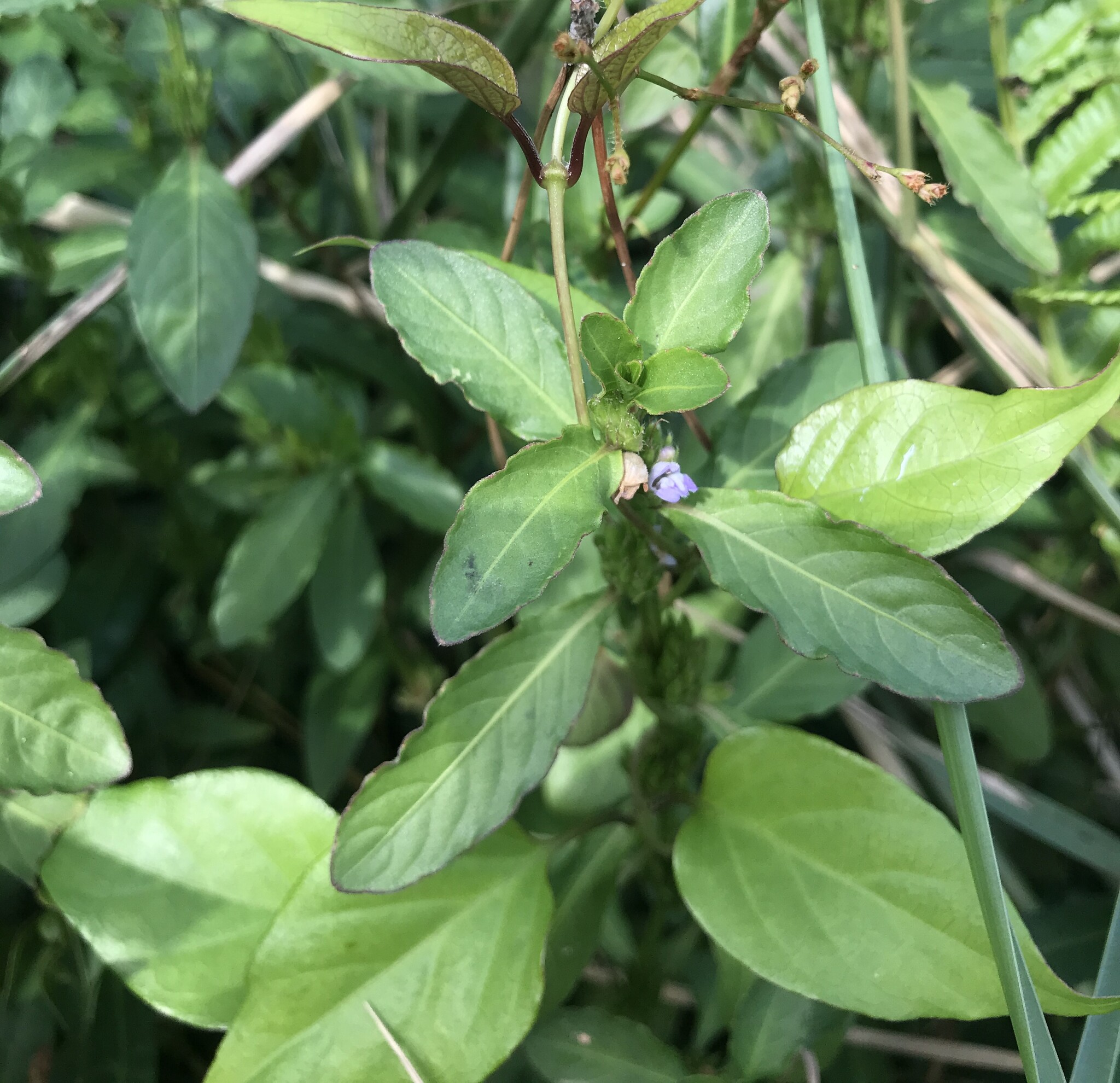 Erect Hygrophila (Hygrophila ringens)