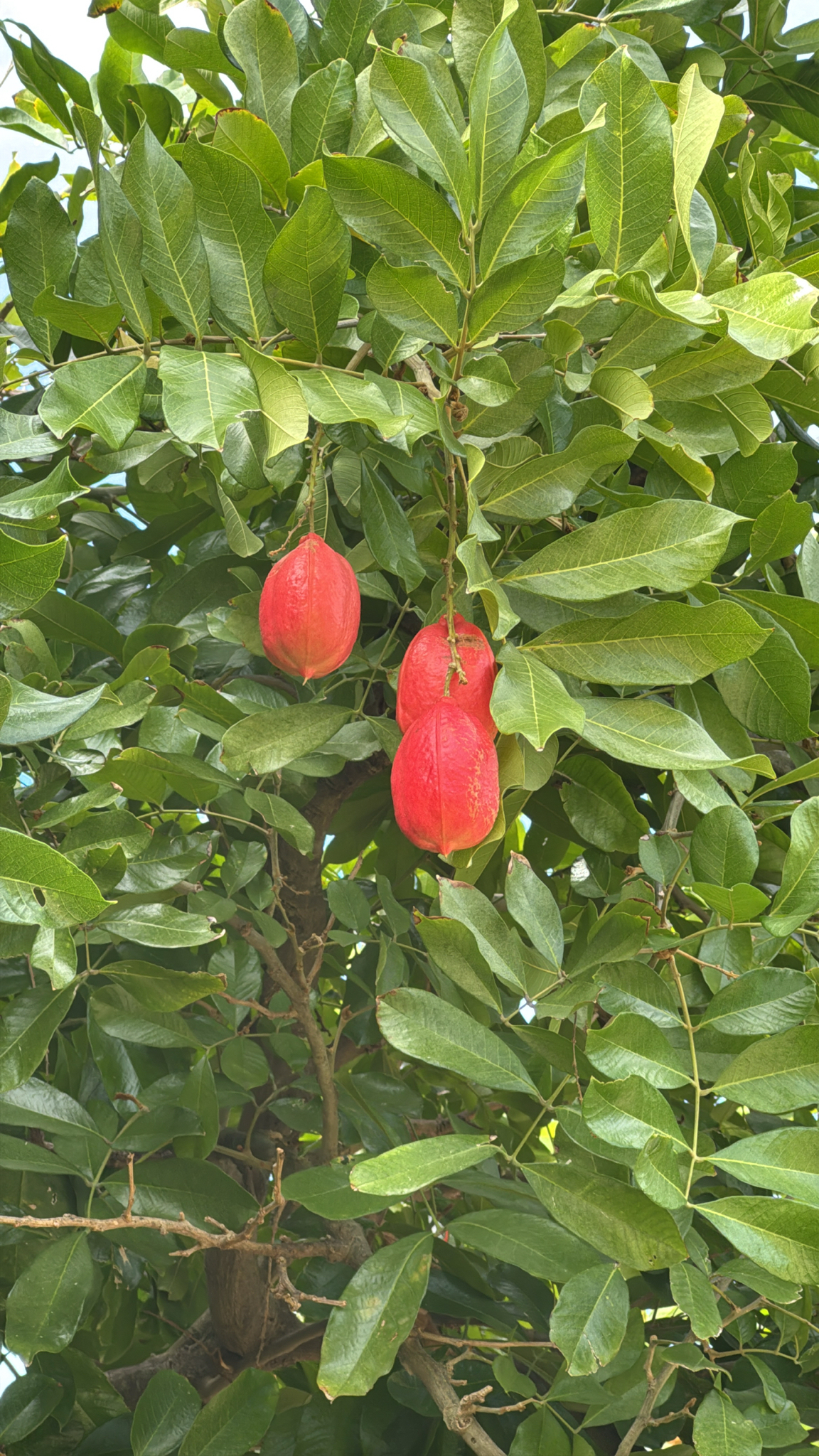 Imagem de ackee