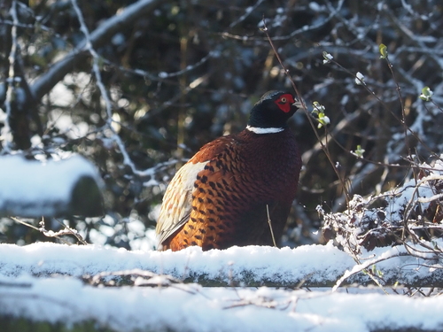 Common Pheasant (Phasianus colchicus), photo 5