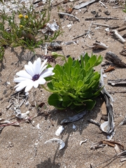 Dimorphotheca ecklonis