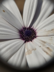 Dimorphotheca ecklonis