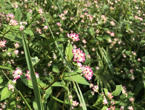 Persicaria thunbergii iNat (1)