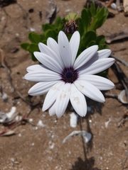 Dimorphotheca ecklonis