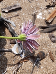 Dimorphotheca ecklonis