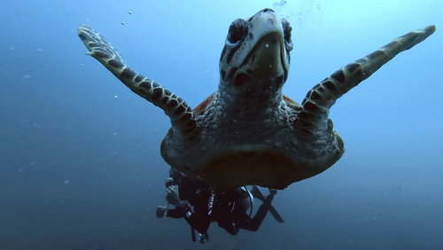 Eretmochelys imbricata