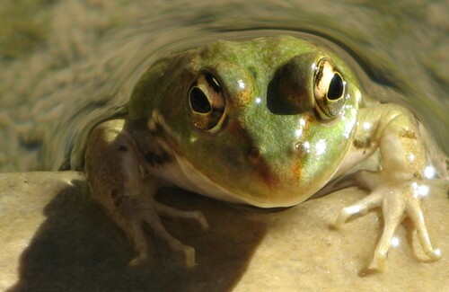 Sahara Frog