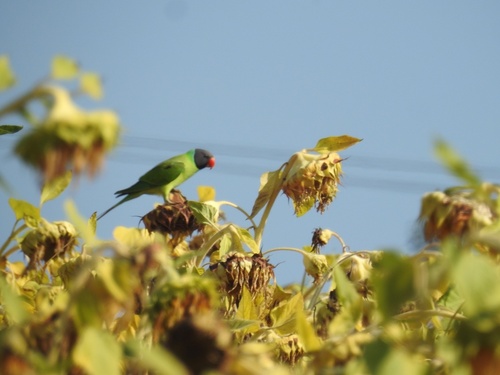 Gray-headed Parakeet