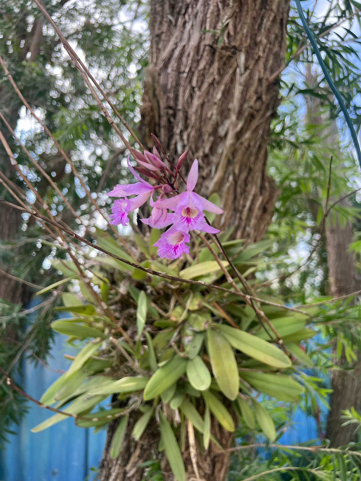 Broughtonia negrilensis Fowlie 2