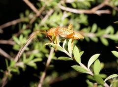 Xuthodes punctipennis