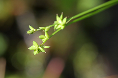 Carex loliacea