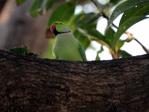 Rose-ringed Parakeet