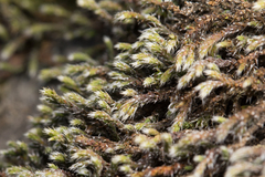 Hedwigia detonsa