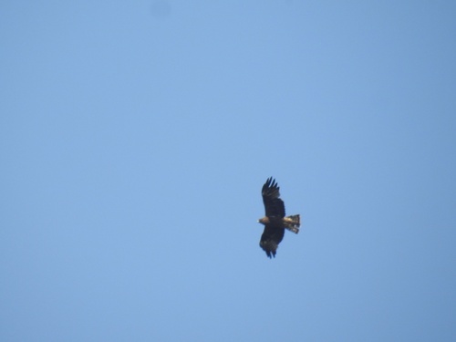Booted Eagle