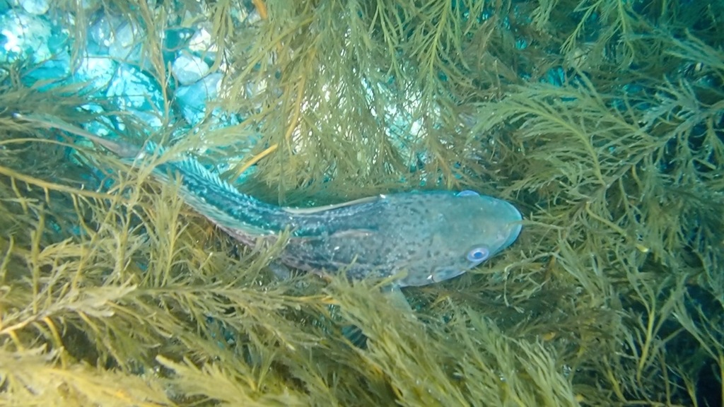 Humped rockcod (Gobionotothen gibberifrons) — Nototheniidae