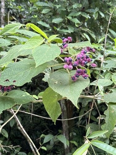 Clerodendrum lanuginosum observed 2025-11-06