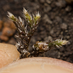 Hedwigia detonsa