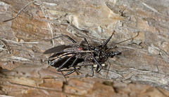 Piestolestes obscurus