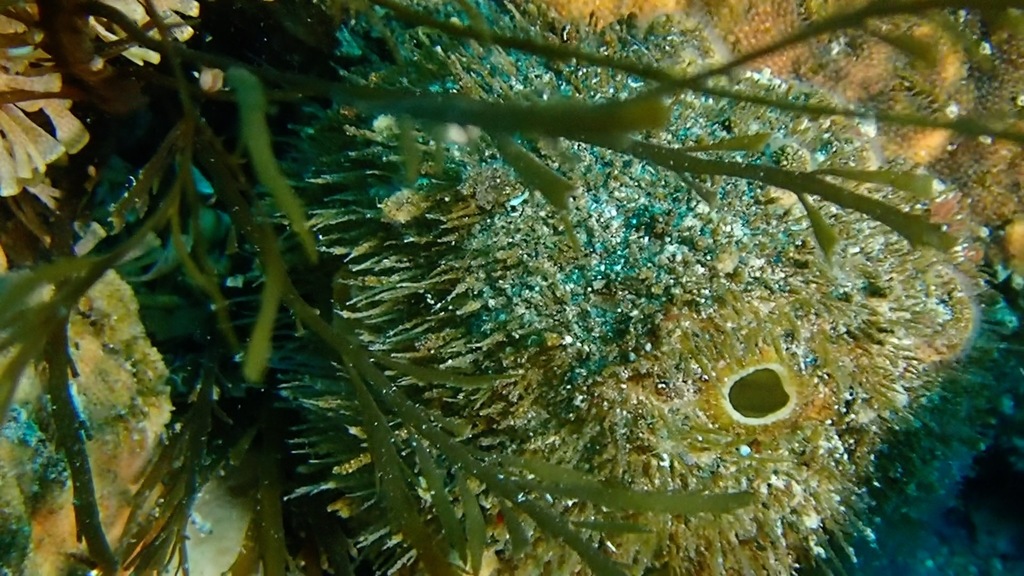 Pyura setosa