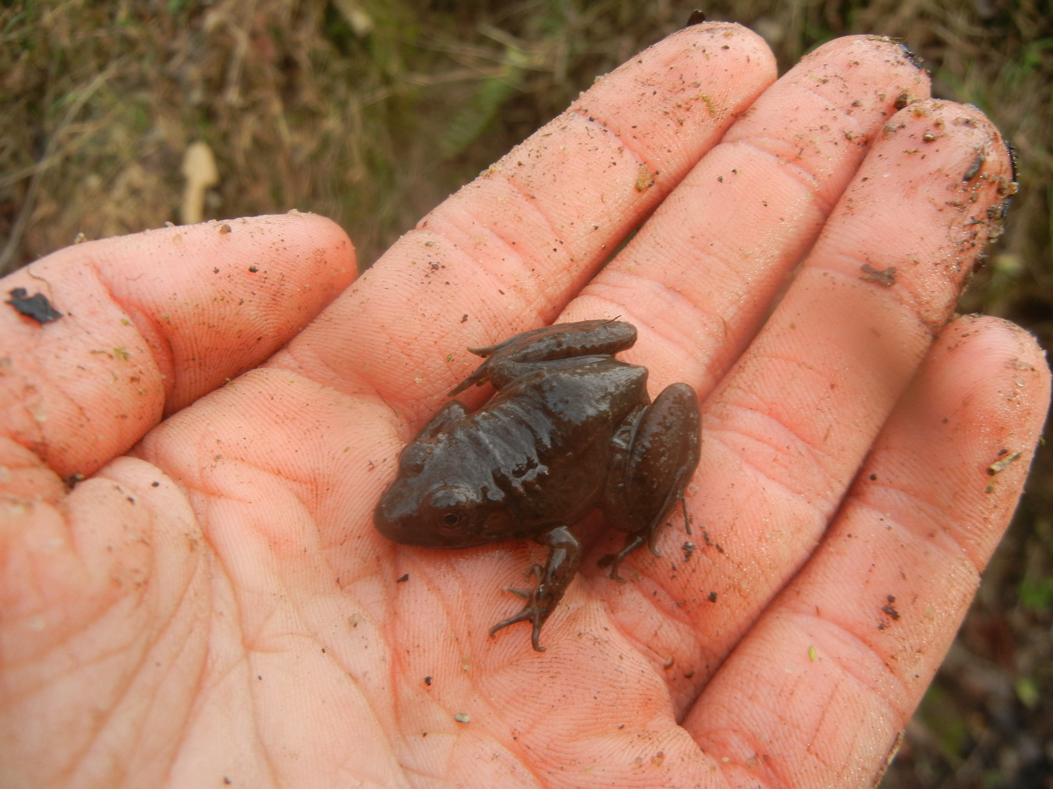 Lithobates clamitans (Latreille, 1801)