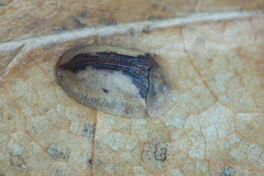 Cassida vibex