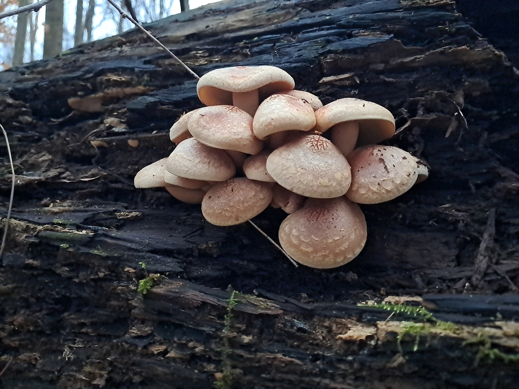 Hypholoma lateritium · November 2025 · photo: © noahcorral (iNaturalist, cc-by)