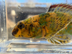 Harlequin Darter photo 2