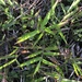 Southern Wheat Grass - Photo (c) bree jashin, some rights reserved (CC BY-NC), uploaded by bree jashin
