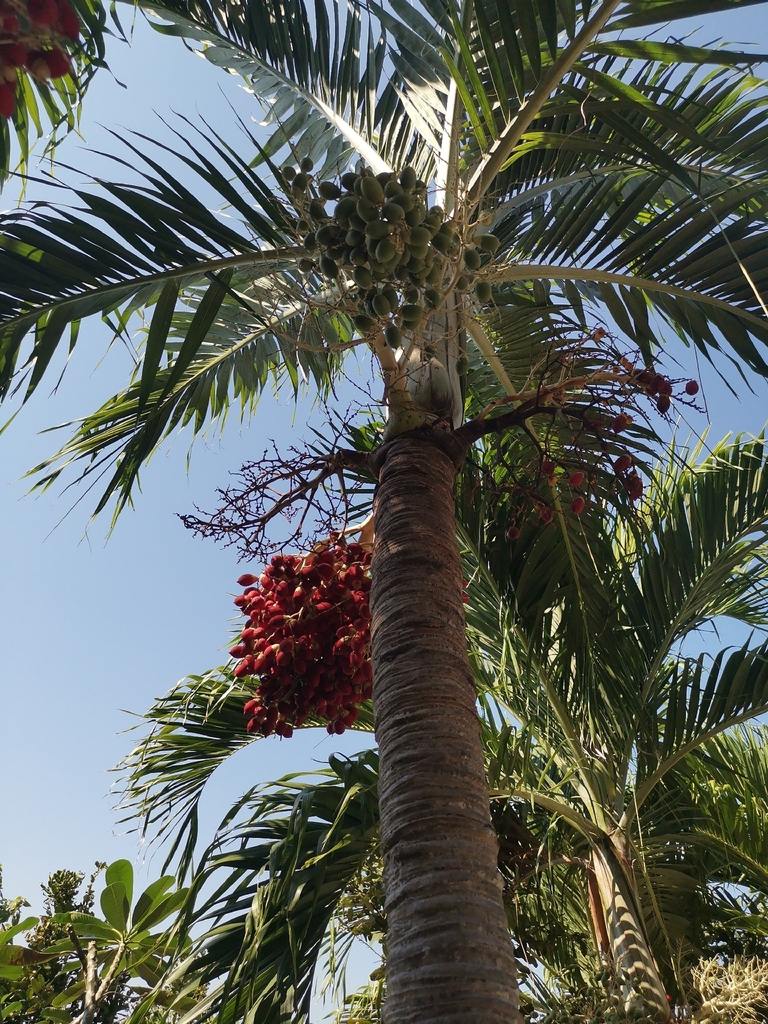 Cau bẹ trắng – Adonidia merrillii