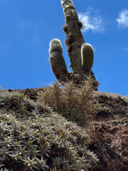 Tillandsia diaguitensis, photograph (c) Kay Urban, some rights reserved (CC BY)