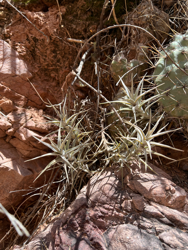Tillandsia diaguitensis, photograph 1
