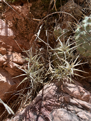 Tillandsia diaguitensis