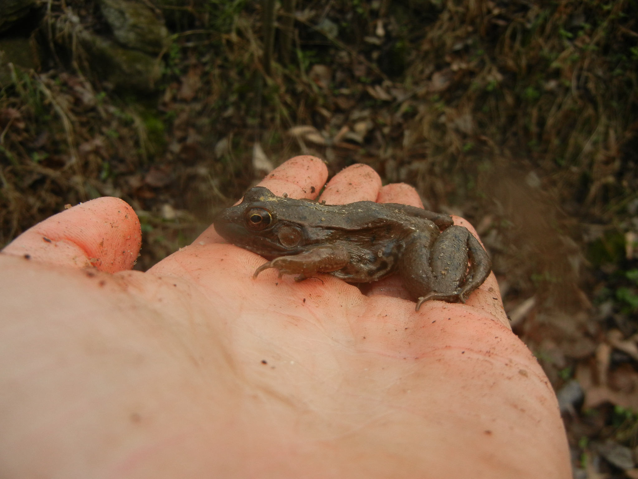 Lithobates clamitans (Latreille, 1801)