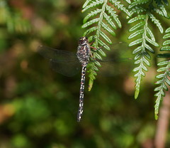 Austroaeschna multipunctata