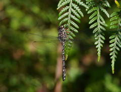 Austroaeschna multipunctata