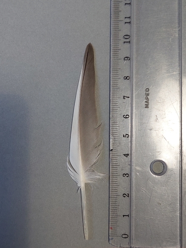 Plume de Goéland brun
