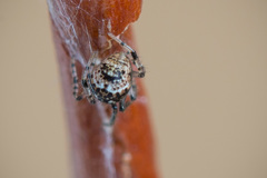 Parasteatoda tabulata