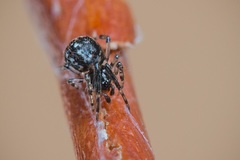 Parasteatoda tabulata