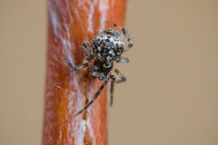 Parasteatoda tabulata