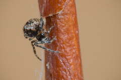 Parasteatoda tabulata