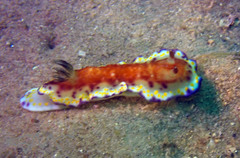 Goniobranchus collingwoodi