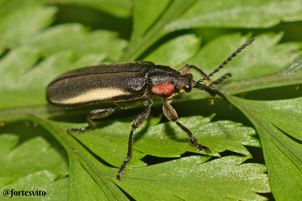 Homalocerus plaumanni