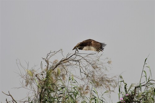 Osprey