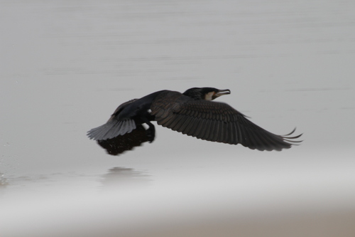 Great Cormorant