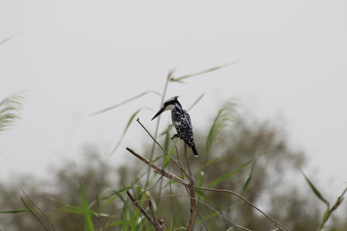 African Pied Kingfisher