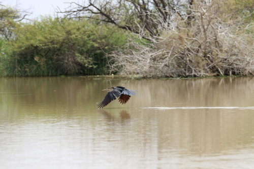 African Darter