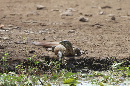 Nile Monitor
