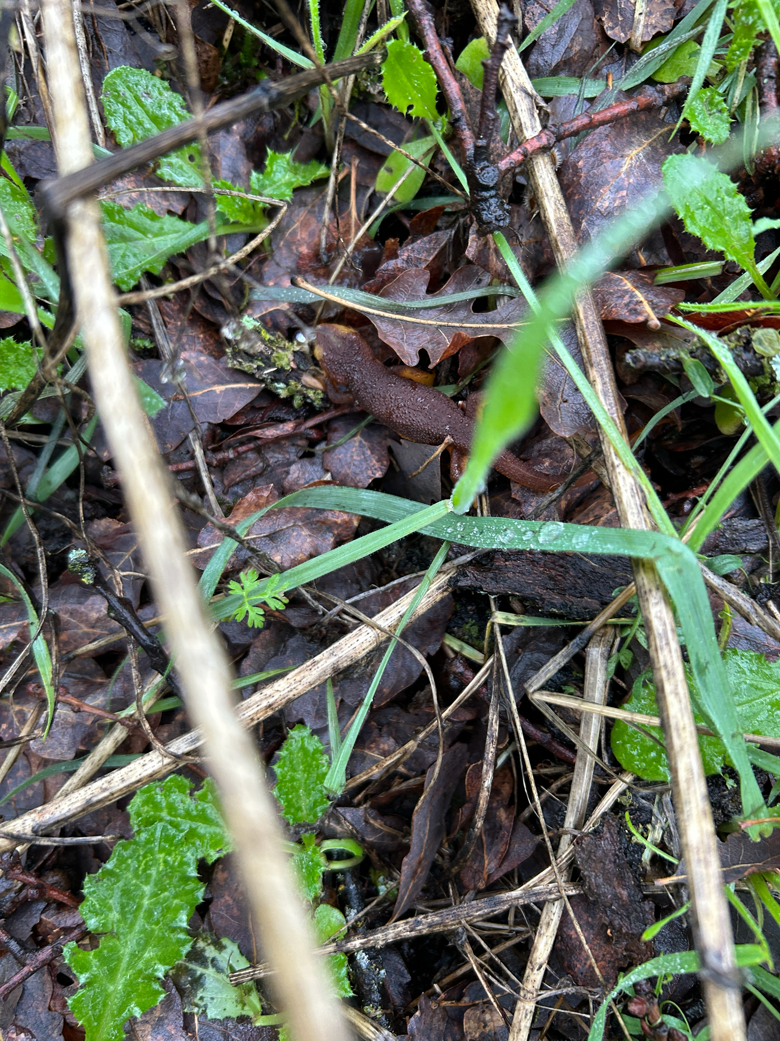 Taricha torosa (Rathke, 1833)