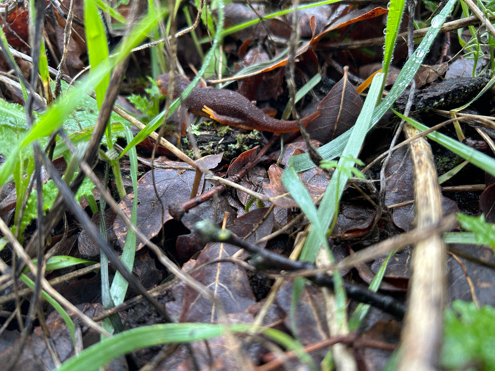 Taricha torosa (Rathke, 1833)